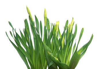 Green grass isolated on  white background