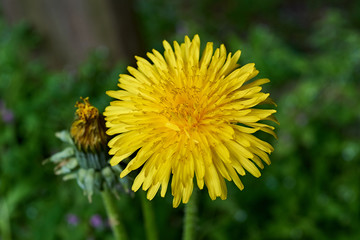 Yellow dandelion 