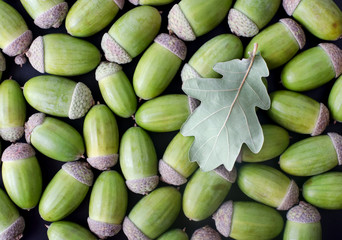 Oak acorns