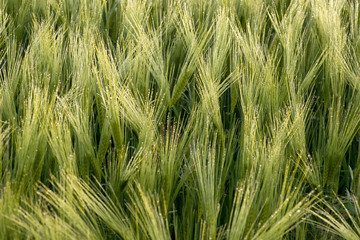 Cereal Plants, Barley, with different focus