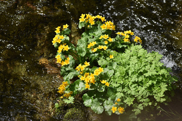 Yellow wildflowers living on soggy, wet soil