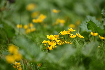 Yellow flowers growing in the meadow
