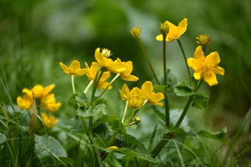 Yellow flowers growing in the wild