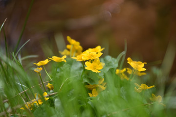 Yellow flowers blooming in the outdoors