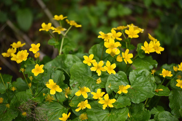Yellow flowers growing in the outdoors