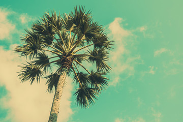 Fototapeta premium Coconut palm tree