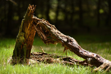 Dead tree trunk in the forest