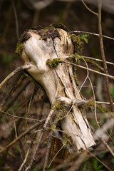 Dead tree stump in the forest