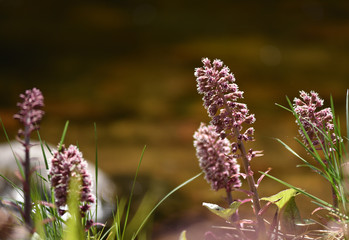 Purple wildflowers growing on a soggy soil near a river