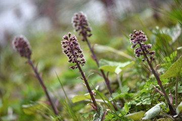 Dry purple flowers in the meadow