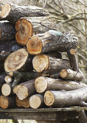 Firewood stacked in a pile on the nature.
