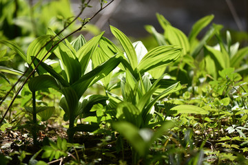Vibrant green plant leaves in the forest
