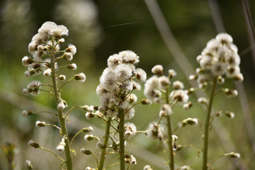 White fluffy dry plants