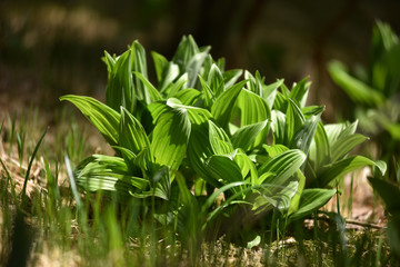 Fototapeta na wymiar Vibrant green plant leaves in the forest