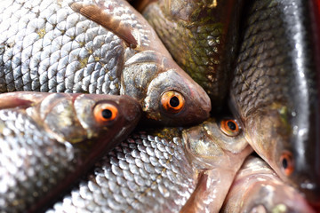 Close-up of fresh fish