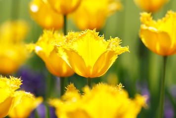 Beautiful yellow tulips - backlighted - in a natural garden environment - sunny bright scene
