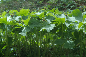 ミヤマエンレイソウ 　