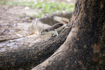 Small squirrel.