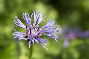 Perennial Cornflower, Centaurea montana flowerhead