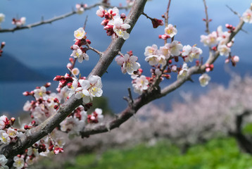 梅の花