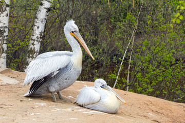 Obraz premium Two Pelican (white birds) with long beaks sit near the water and
