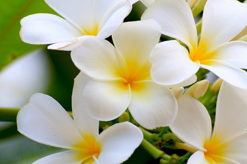Fototapeta na wymiar White Plumeria flowers beautiful