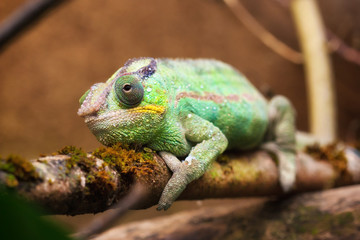 Panther chameleon (Furcifer pardalis)