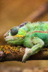 Panther chameleon (Furcifer pardalis)