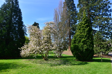 An English country garden in early springtime. 
