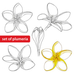 Vector set with ornate Plumeria or Frangipani flower and bud in black and in color isolated on white background. National flower of Laos and Bali. Floral elements in contour style for summer design. 