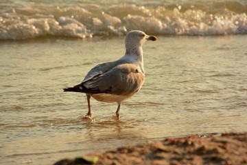 Gull on Black sea