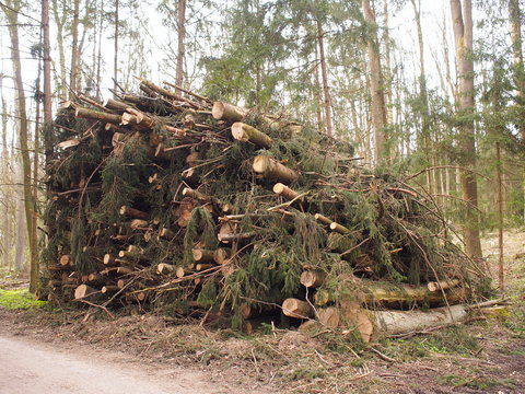 Aufgetürmter Holzstapel aus Fichtenbäumen 