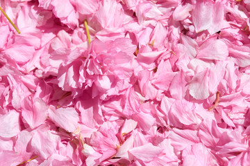 Sakura flower petal background, bright sunlight, macro photo