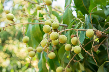 longan  in agriculture north of ThaiLand