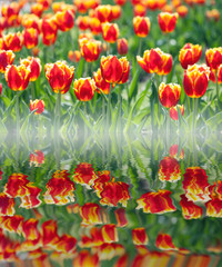 Red tulips in flower field reflected in water