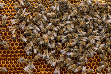 closeup of bees on honeycomb in apiary