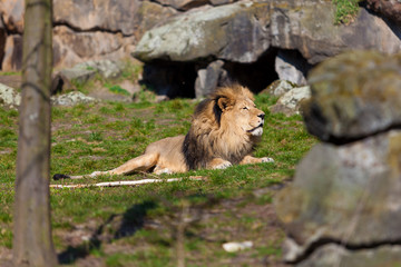 big male lion