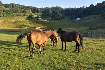 horses on a meadow
