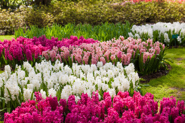 hyacinth flowers. spring garden