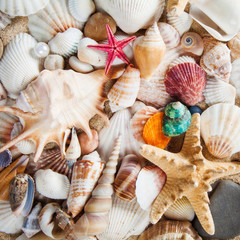 sea shells background