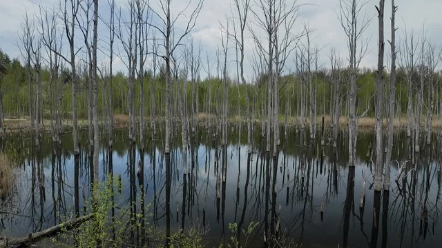 Forest of Dead Trees in the Lake