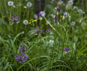 macro decorative onion   purple flowers