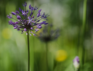 macro decorative onion   purple flowers