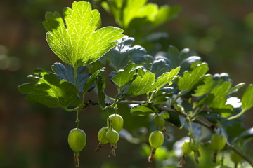 Fototapeta premium begin to keep pace with gooseberries on the Bush