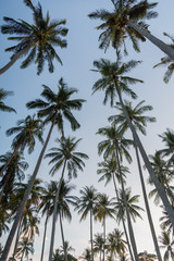Fototapeta na wymiar Coconut palm trees