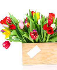 Tulips in the box on white background