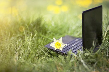 Laptop in the grass with flower in spring