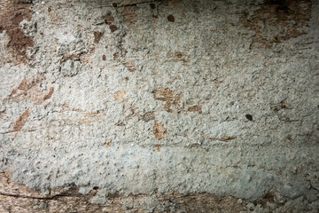 Abtract Grunge old wood  with cement on.