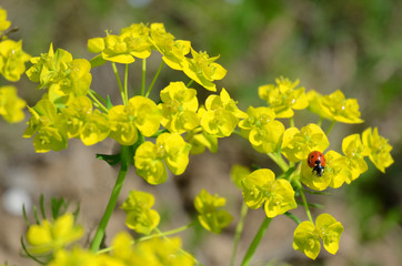 Ladybug on wild flowers