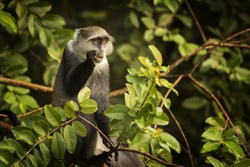 Monkey eating in Jozani Forest in Zanzibar